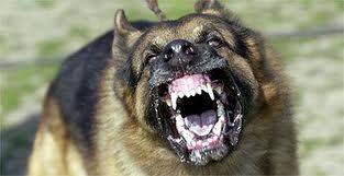 Vicious dog attacking in Ohio